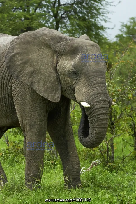 : Elephant (Loxodonta africana), beside Nata-Kasane : Elephant (Loxodonta africana), beside Nata-Kasane