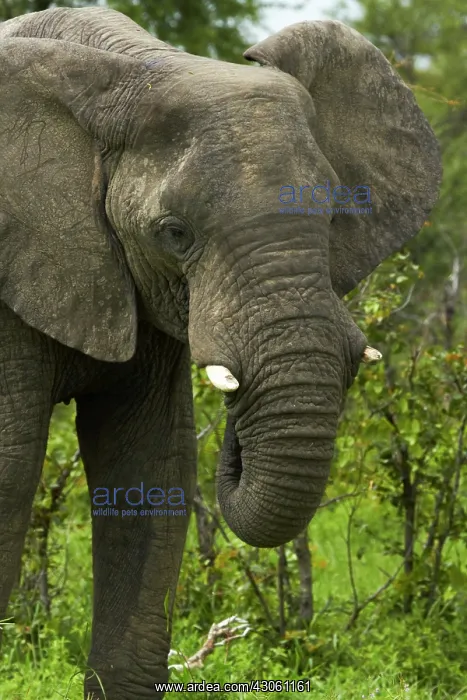 : Elephant (Loxodonta africana), beside Nata-Kasane : Elephant (Loxodonta africana), beside Nata-Kasane