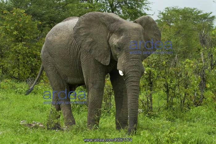: Elephant (Loxodonta africana), beside Nata-Kasane : Elephant (Loxodonta africana), beside Nata-Kasane