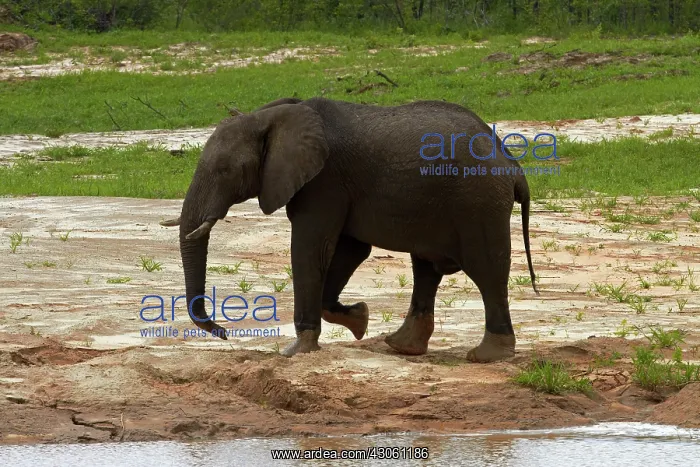 : Elephant (Loxodonta africana), beside Nata-Kasane : Elephant (Loxodonta africana), beside Nata-Kasane