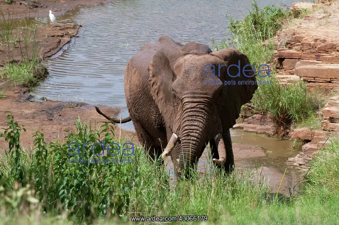 : Elephant (Loxodonta africana), Tsavo East : Elephant (Loxodonta africana), Tsavo East