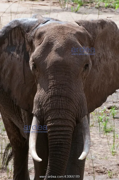 : Elephant (Loxodonta africana), Tsavo East : Elephant (Loxodonta africana), Tsavo East