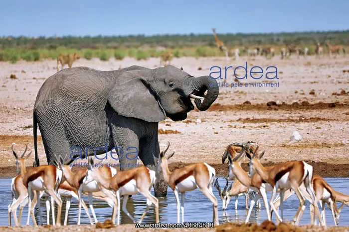 : Elephant (Loxodonta africana) at the waterhole : Elephant (Loxodonta africana) at the waterhole