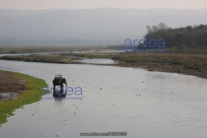 : Elephant and mahout riverside Royal Chitwan NP Nepal : Elephant and mahout riverside Royal Chitwan NP Nepal