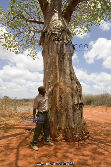 : Elephant - man showing tree damage caused by Elephants : Elephant - man showing tree damage caused by Elephants