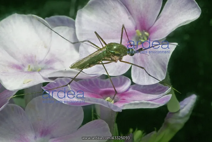 : Elephant mosquito : Elephant mosquito