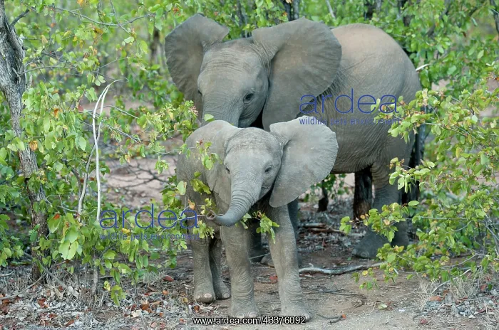: Elephant - mother and baby - Kruger National Park : Elephant - mother and baby - Kruger National Park