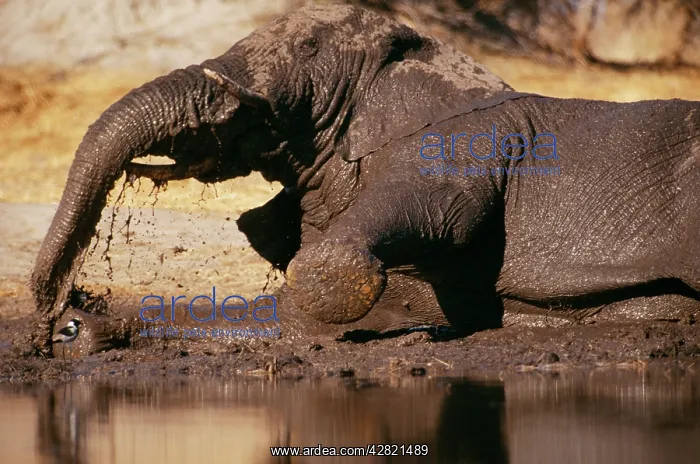 : ELEPHANT - IN MUD BATH : ELEPHANT - IN MUD BATH