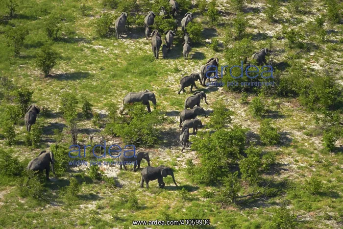: Elephant, Okavango Delta, Botswana, Africa : Elephant, Okavango Delta, Botswana, Africa