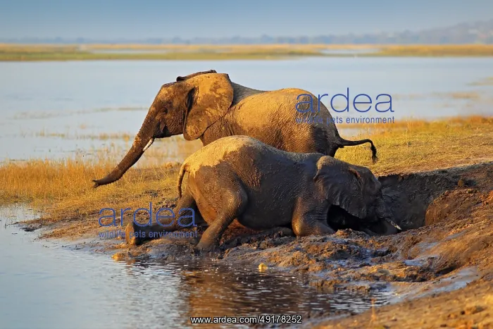 : Elephant playing in muddy water : Elephant playing in muddy water