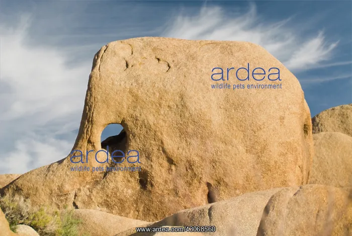: Elephant Rock : Elephant Rock