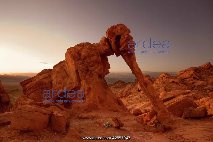 : Elephant Rock rock formation - sunrise : Elephant Rock rock formation - sunrise