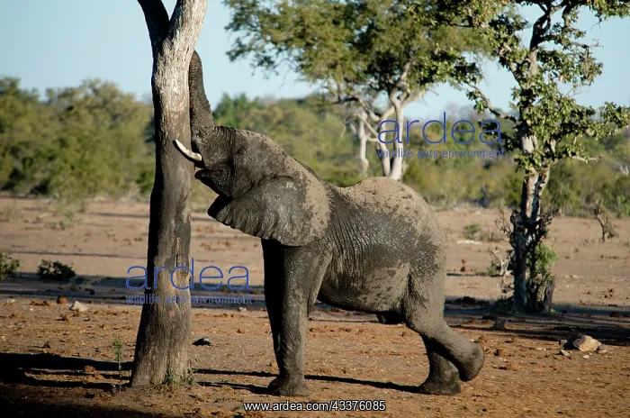 : Elephant - scratching on tree - Kruger National : Elephant - scratching on tree - Kruger National