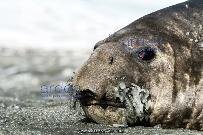: Elephant Seal adult male with frozen whiskers : Elephant Seal adult male with frozen whiskers