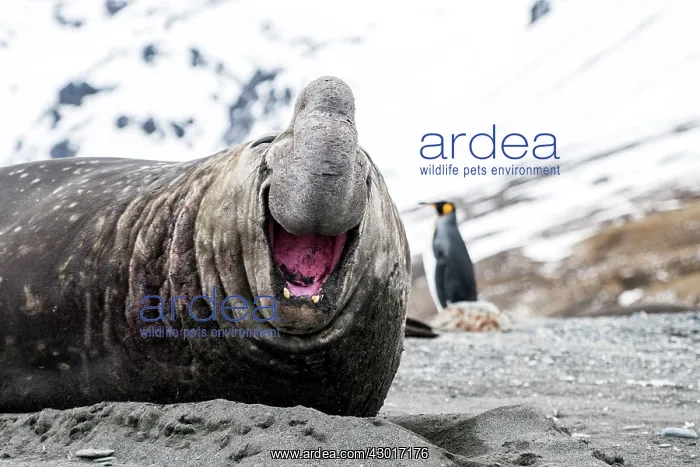  : Elephant Seal adult male laughing