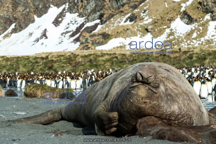 : Elephant Seal adult male scratching its skin : Elephant Seal adult male scratching its skin