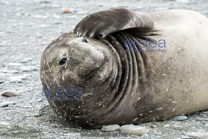  : Elephant Seal adult male scratching its skin