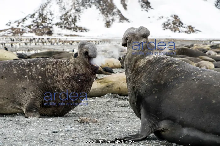  : Elephant Seal adult males fighting