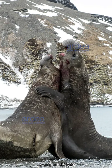  : Elephant Seal adult males fighting