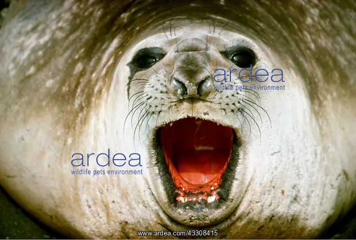 : ELEPHANT SEAL - Close-up of face, with mouth open : ELEPHANT SEAL - Close-up of face, with mouth open