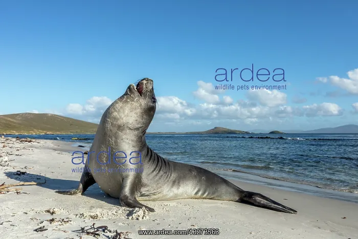 : Elephant Seal - Falklands : Elephant Seal - Falklands