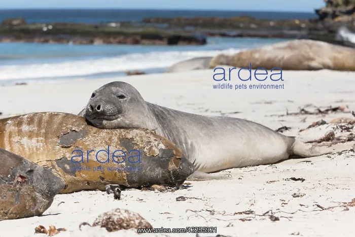 : Elephant Seal (Mirounga leonina) resting on ano : Elephant Seal (Mirounga leonina) resting on ano
