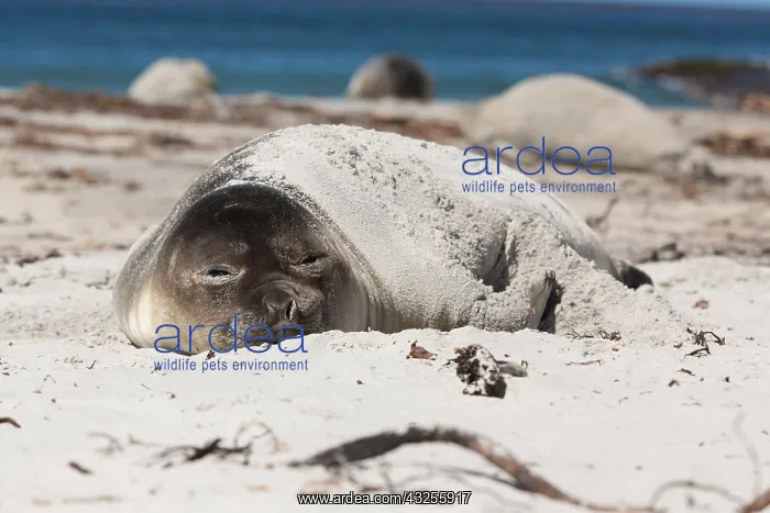 : Elephant Seal (Mirounga leonina) young covered : Elephant Seal (Mirounga leonina) young covered
