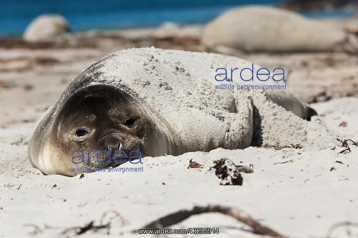 : Elephant Seal (Mirounga leonina) young resting : Elephant Seal (Mirounga leonina) young resting