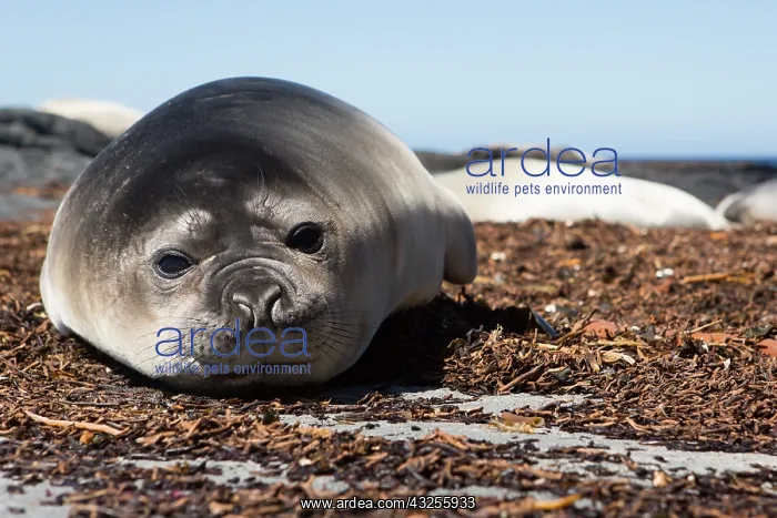 : Elephant Seal (Mirounga leonina) young resting : Elephant Seal (Mirounga leonina) young resting