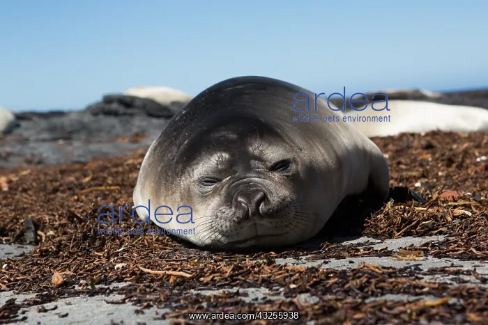 : Elephant Seal (Mirounga leonina) young resting : Elephant Seal (Mirounga leonina) young resting