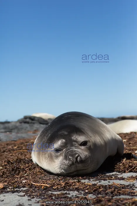 : Elephant Seal (Mirounga leonina) young resting : Elephant Seal (Mirounga leonina) young resting
