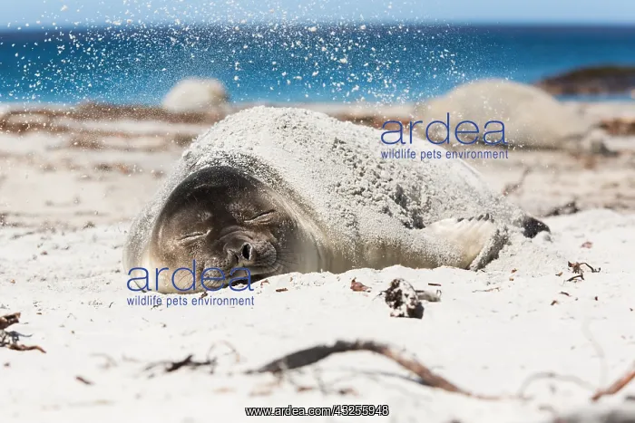 : Elephant Seal (Mirounga leonina) young resting : Elephant Seal (Mirounga leonina) young resting