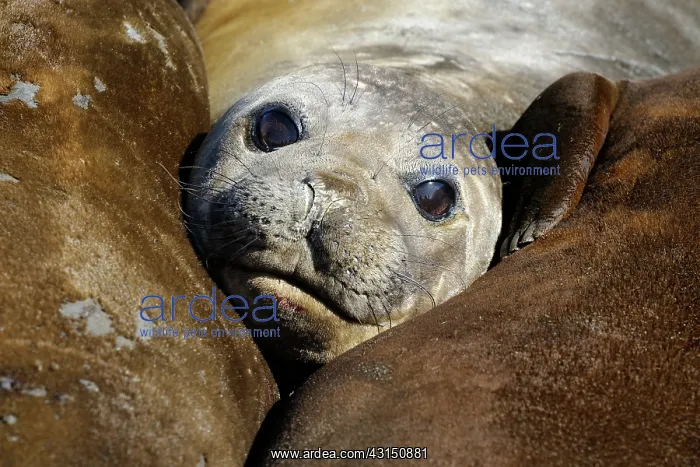 : Elephant Seal portrait : Elephant Seal portrait