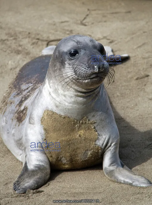 : Elephant seal pup at the Piedras Blancas : Elephant seal pup at the Piedras Blancas