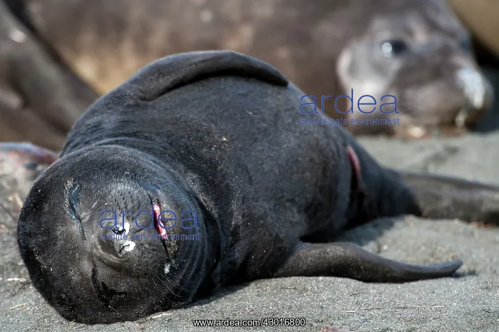  : Elephant Seal pup sleeping on the beach with