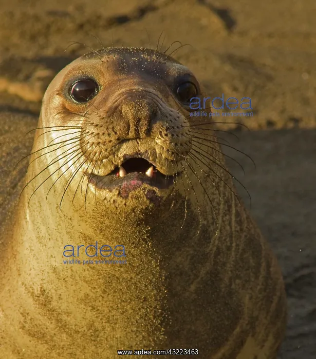 : Elephant seal rookery near San Simeon in : Elephant seal rookery near San Simeon in