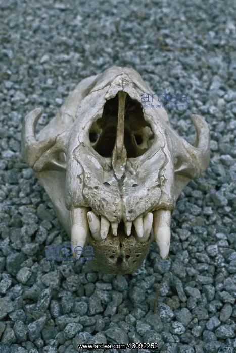 : Elephant Seal skull : Elephant Seal skull