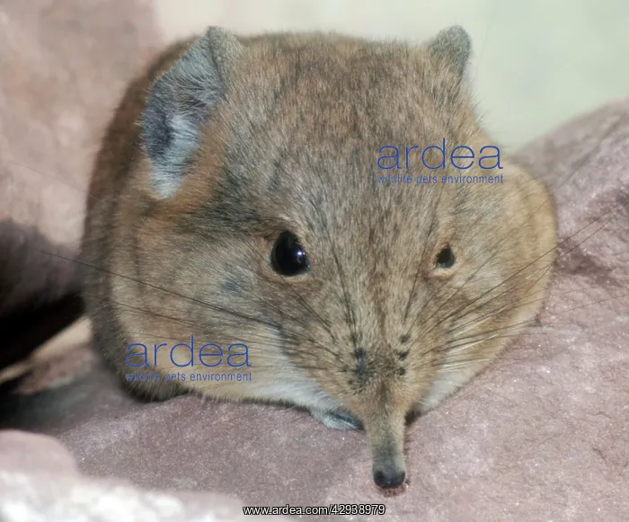 : Elephant shrew : Elephant shrew