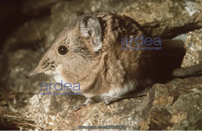  : ELEPHANT SHREW - SIDE ON