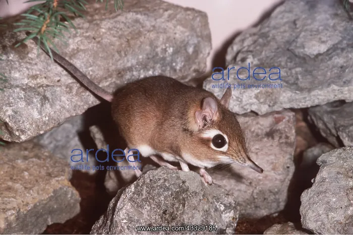 : ELEPHANT SHREW : ELEPHANT SHREW