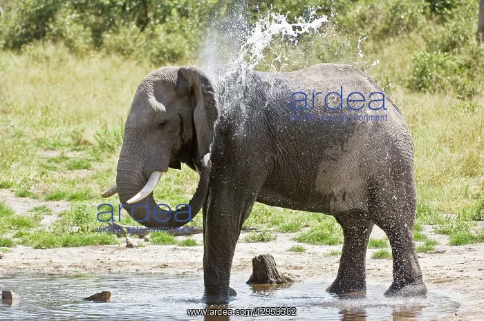 : Elephant - Splashing itself with water - In Musth : Elephant - Splashing itself with water - In Musth