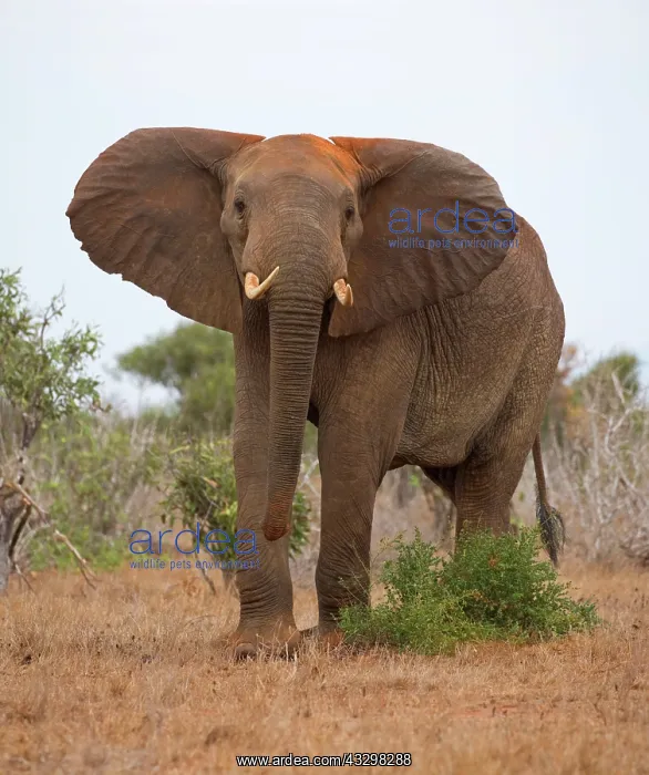 : Elephant threatening ears flapping : Elephant threatening ears flapping