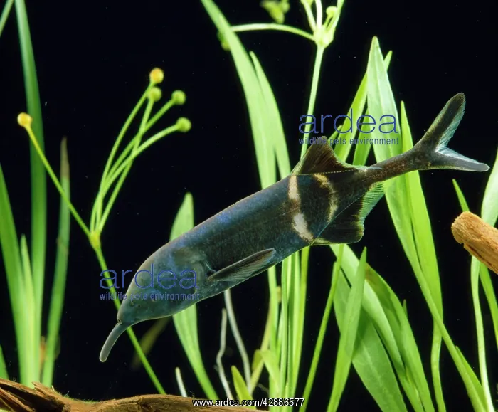 : Elephant Trunk Electric Fish : Elephant Trunk Electric Fish