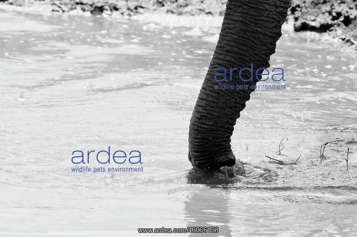  : Elephant trunk (Loxodonta africana), Tsavo