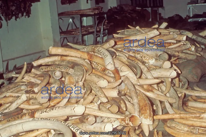 : Elephant tusks - ivory : Elephant tusks - ivory