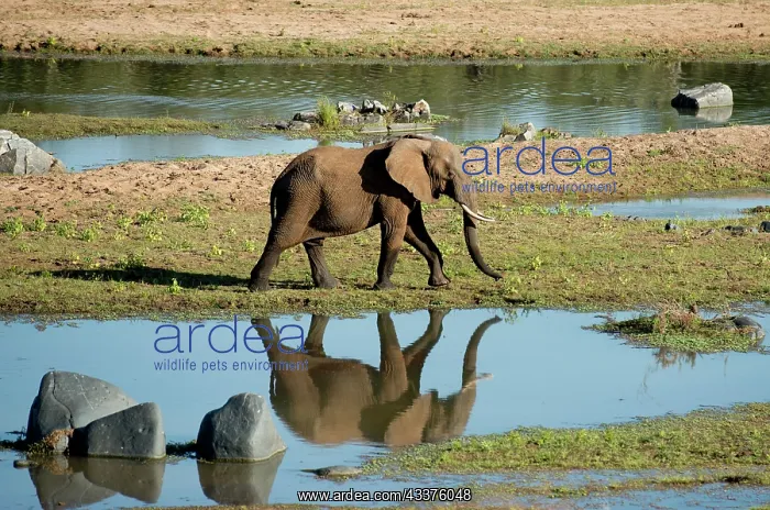 : Elephant - walking with reflection in water by river : Elephant - walking with reflection in water by river