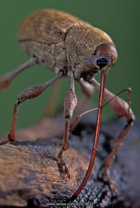: Elephant Weevil - Head with its very long rostrum : Elephant Weevil - Head with its very long rostrum