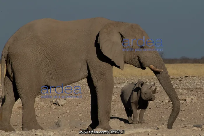 : Elephant and white rhino drinking together at water hole : Elephant and white rhino drinking together at water hole