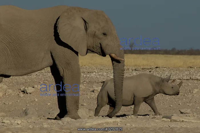 : Elephant and white rhino together at water hole in Etosha Na : Elephant and white rhino together at water hole in Etosha Na