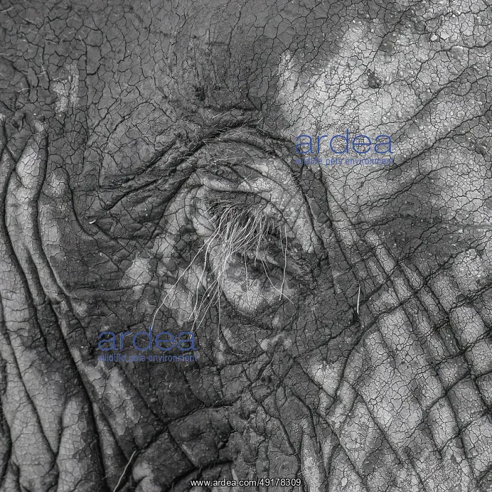  : Elephantidae, detail, Kruger National Park